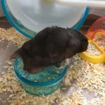 大福みたいな((だいちゃん！