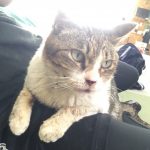 人懐っこい【にゃーこ】