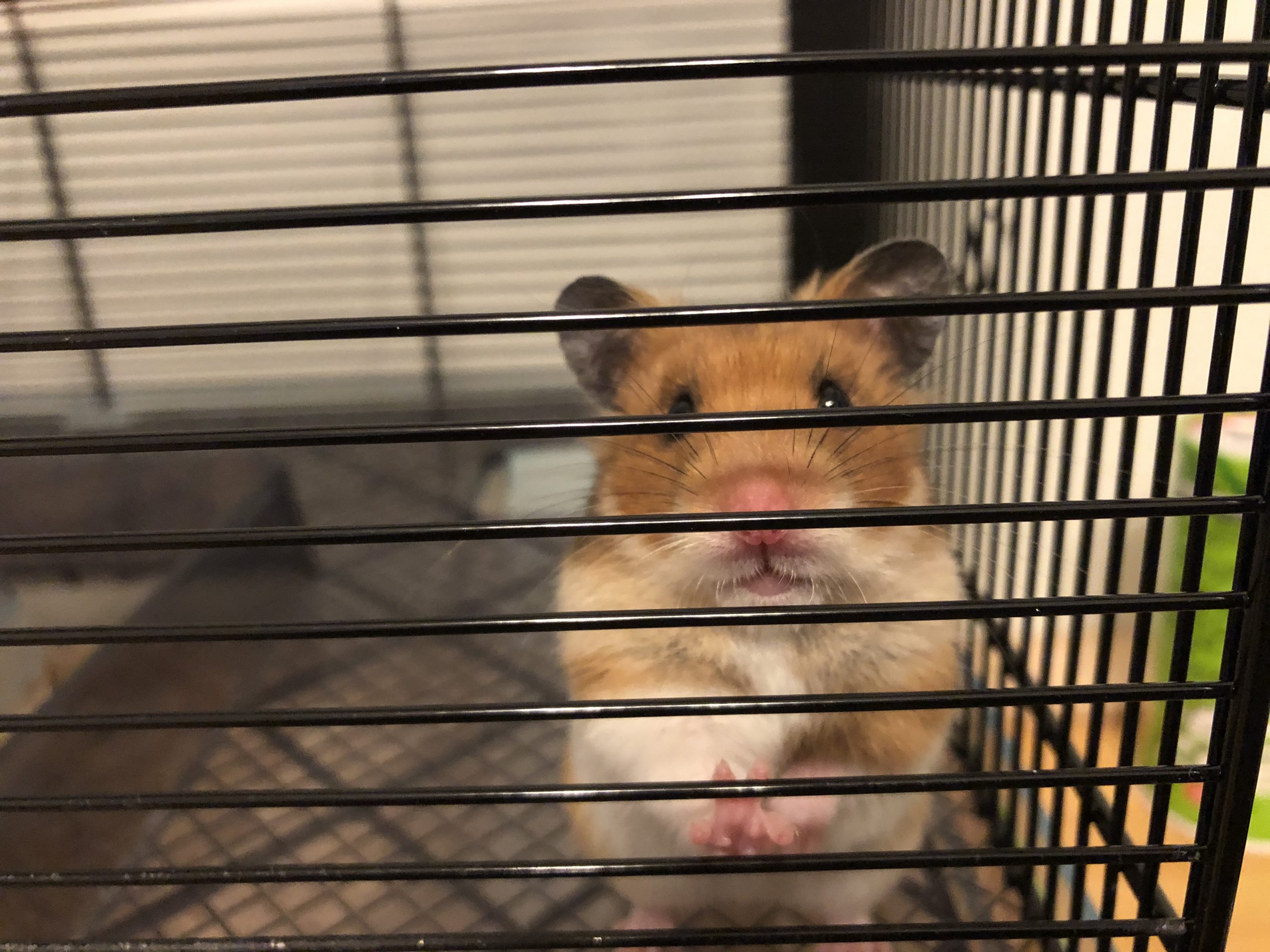 ゴールデンハムスターのマフィン