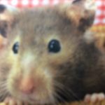 私のキャラメル