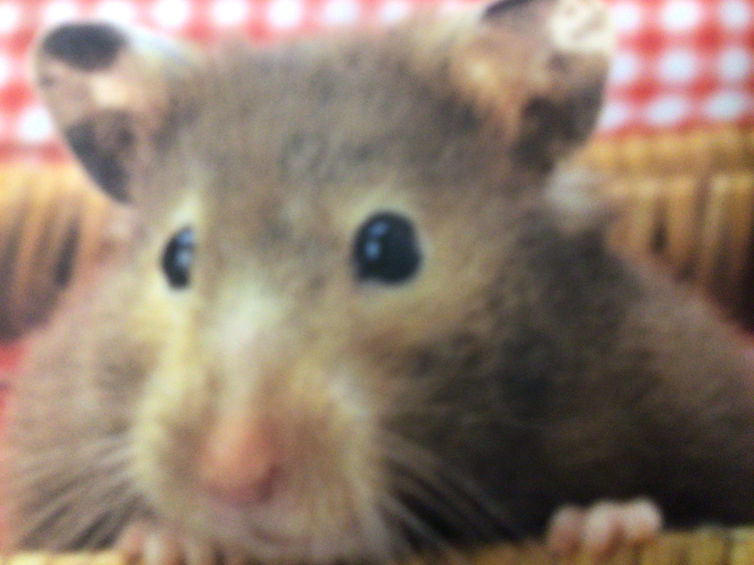 私のキャラメル
