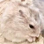 プディングジャンガリアンのお手玉ちゃん！