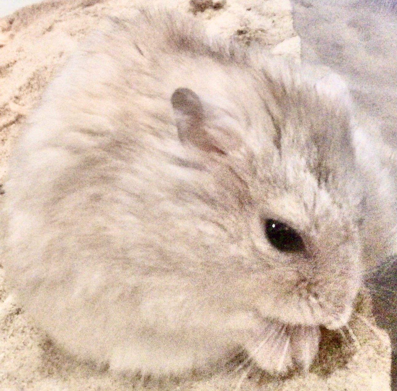 プディングジャンガリアンのお手玉ちゃん!