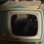 テレビの中でzzz
