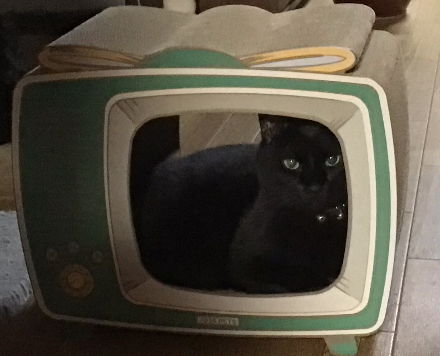 テレビの中でzzz