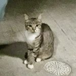 キジトラの「京阪」ちゃん！