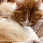 大切な「ののちゃん」