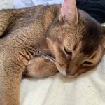 アビシニアン