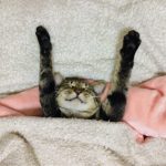 キジトラの雄：虎