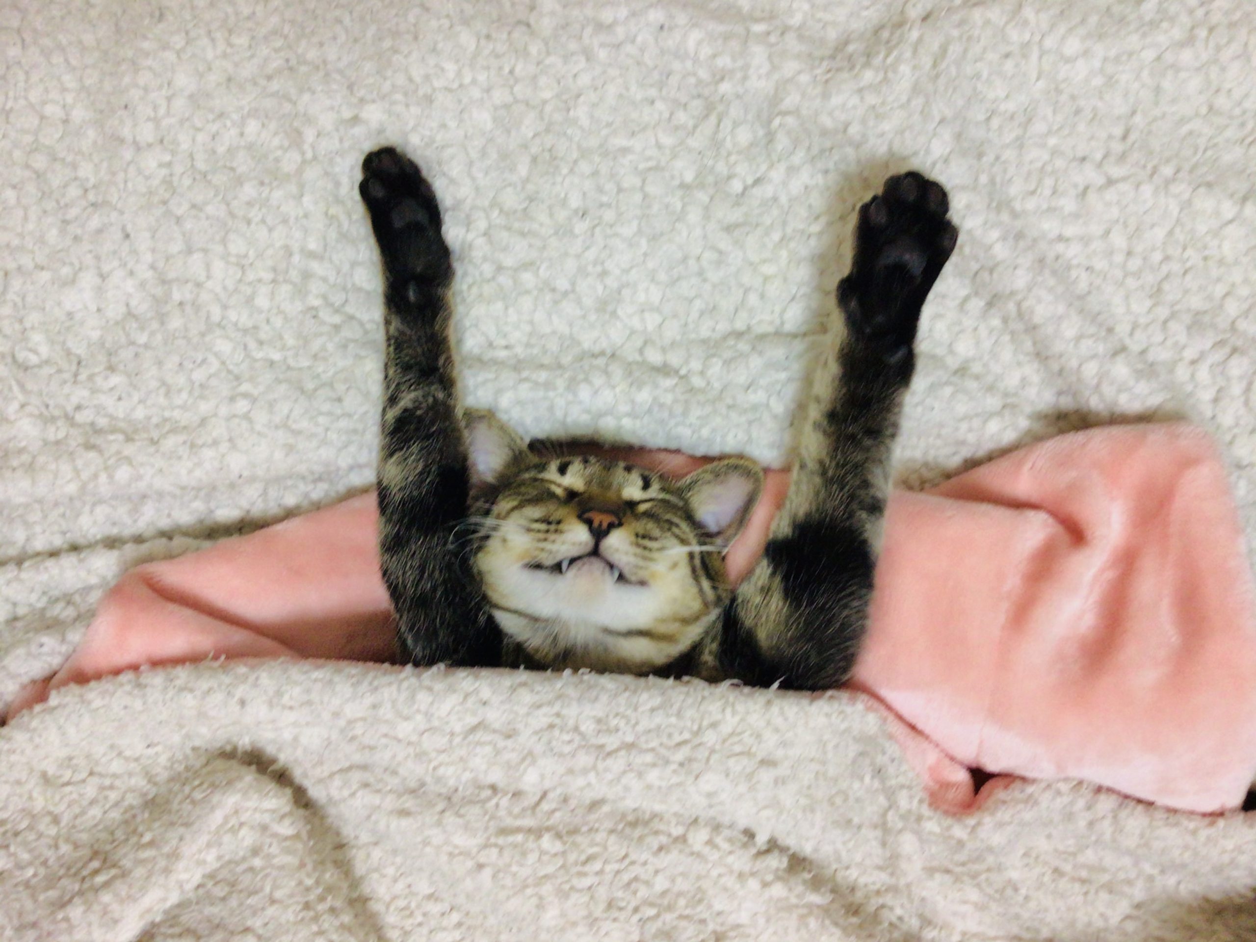 キジトラの雄:虎