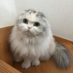 マロン   (♀)