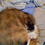 大福ちゃんの死んだフリ
