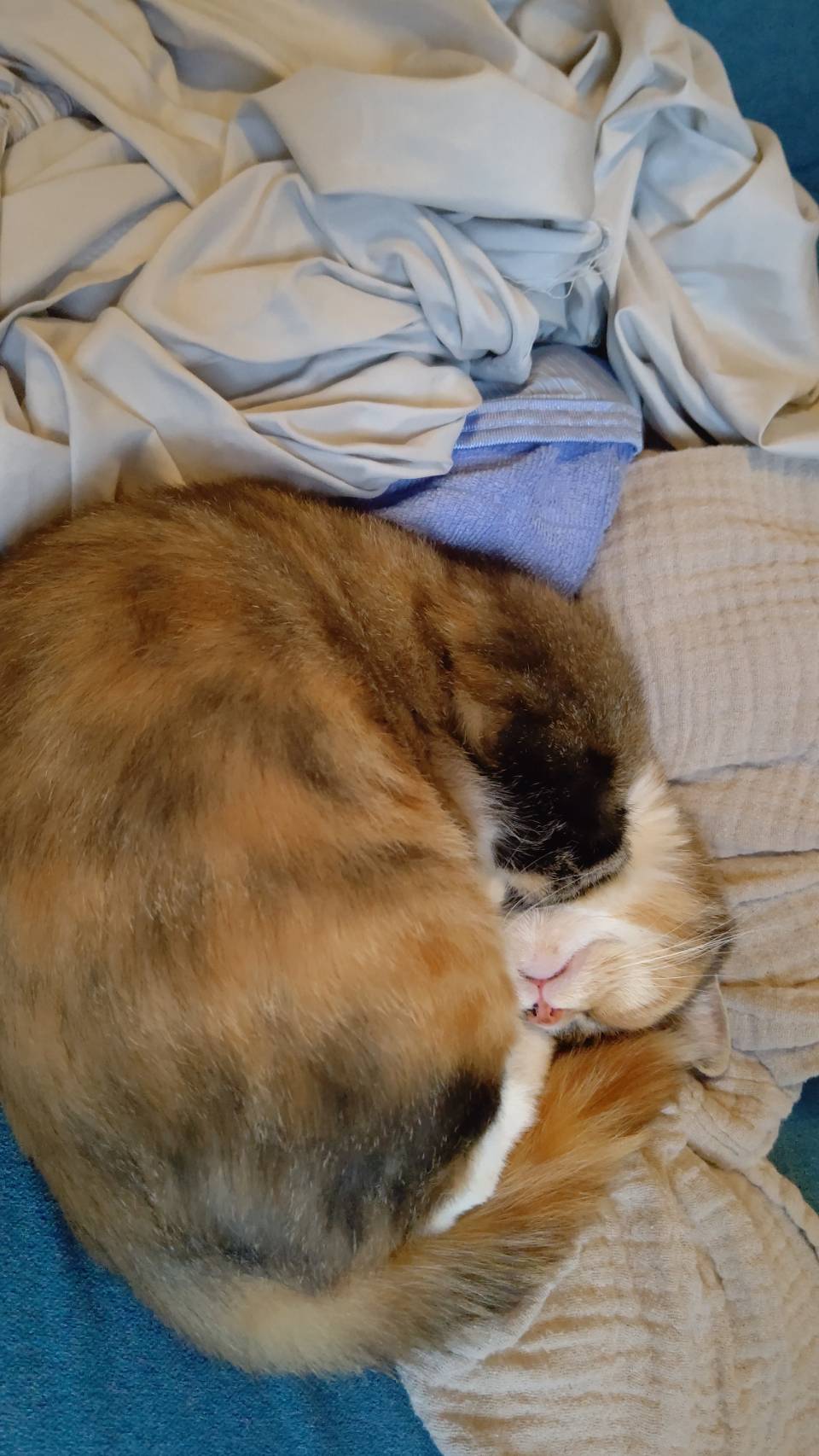 大福ちゃんの死んだフリ