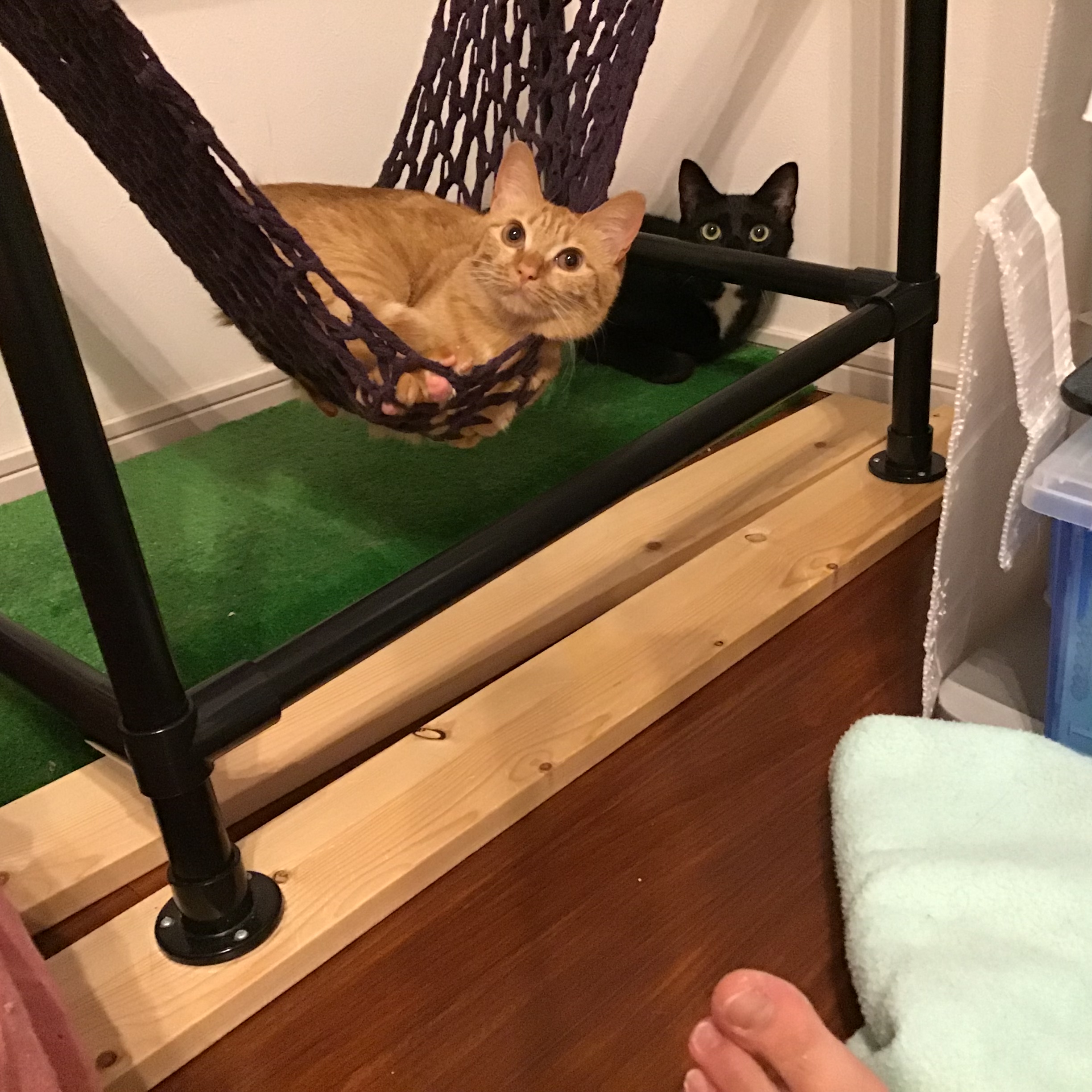 サフランとクローブ