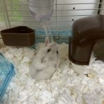 ハムスターのハム茶君です