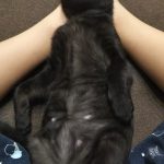 黒ネコのライト君