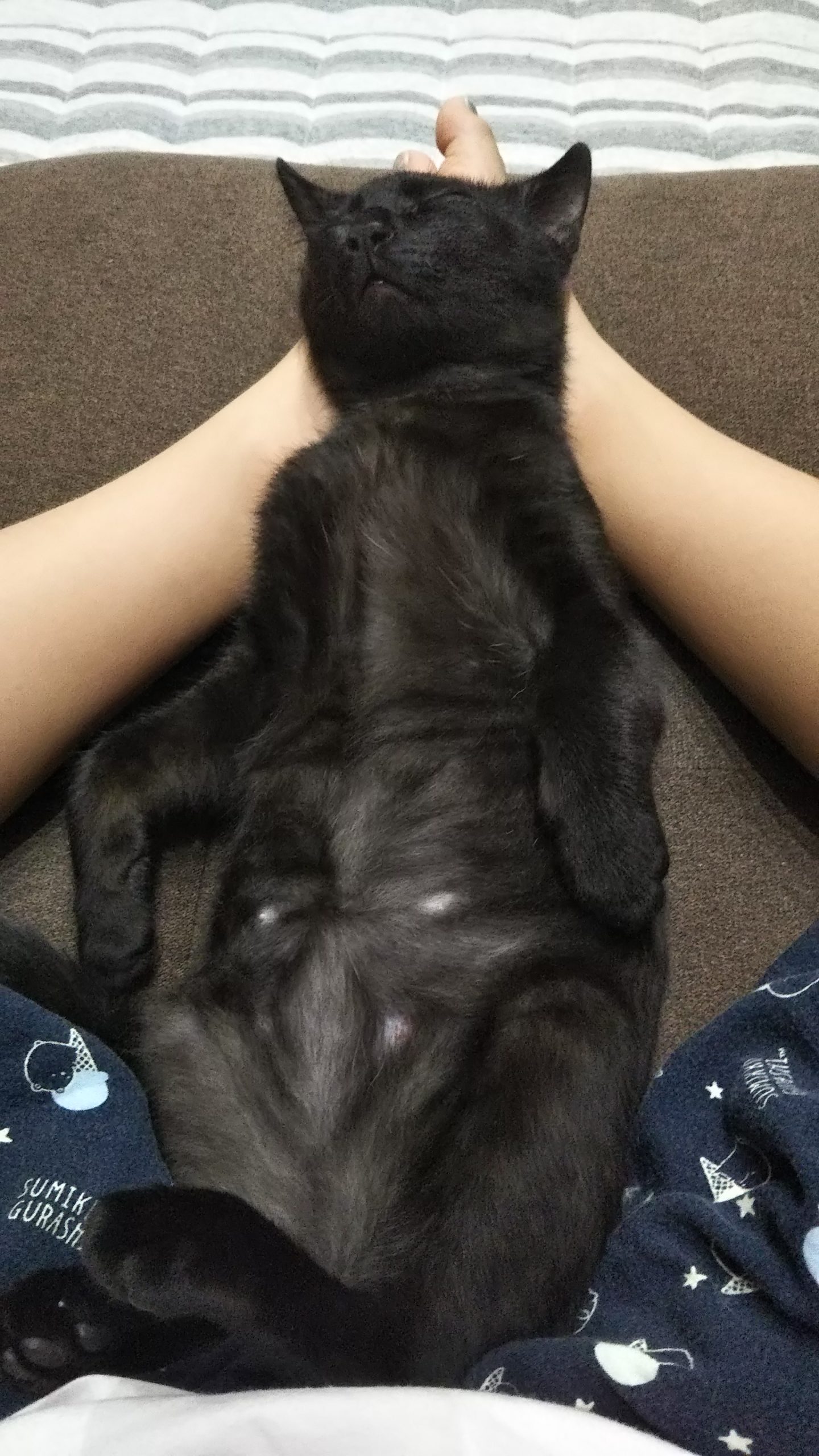 黒ネコのライト君
