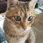トラネコのアトム君でーす！