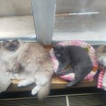 ラグ、ロシアン、ノル