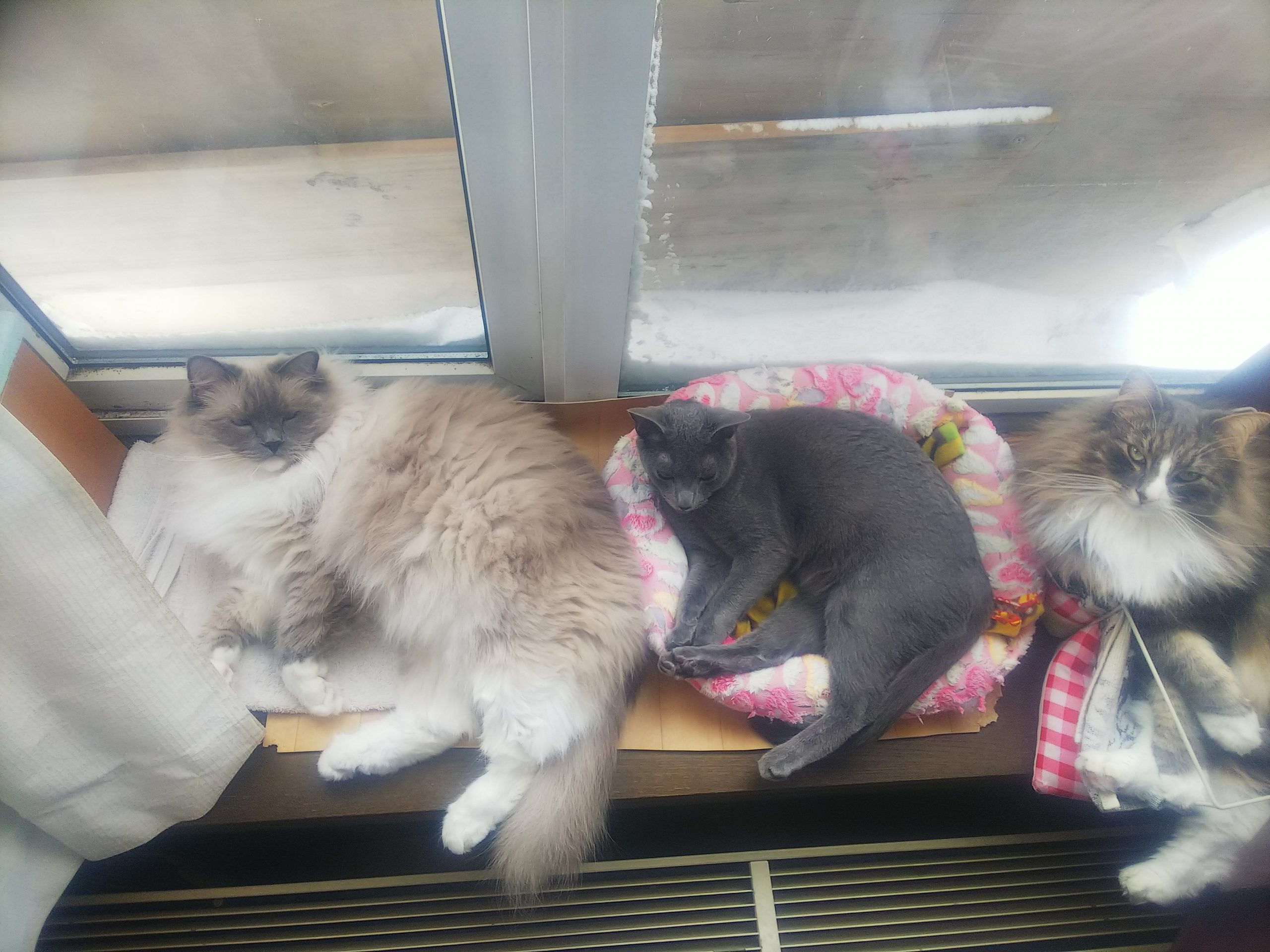 ラグ、ロシアン、ノル