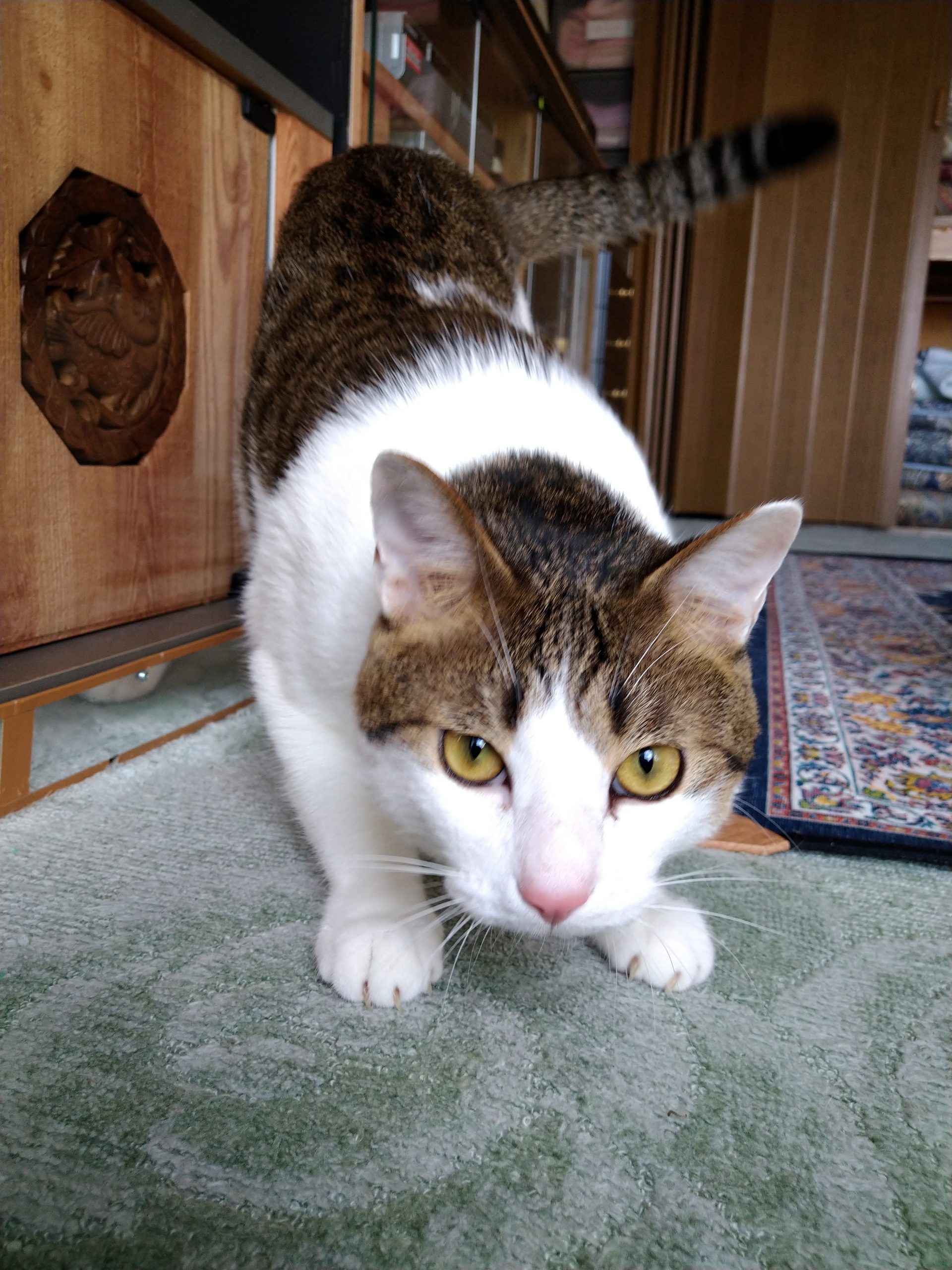 オス猫のチャチャ