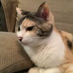 きのこ