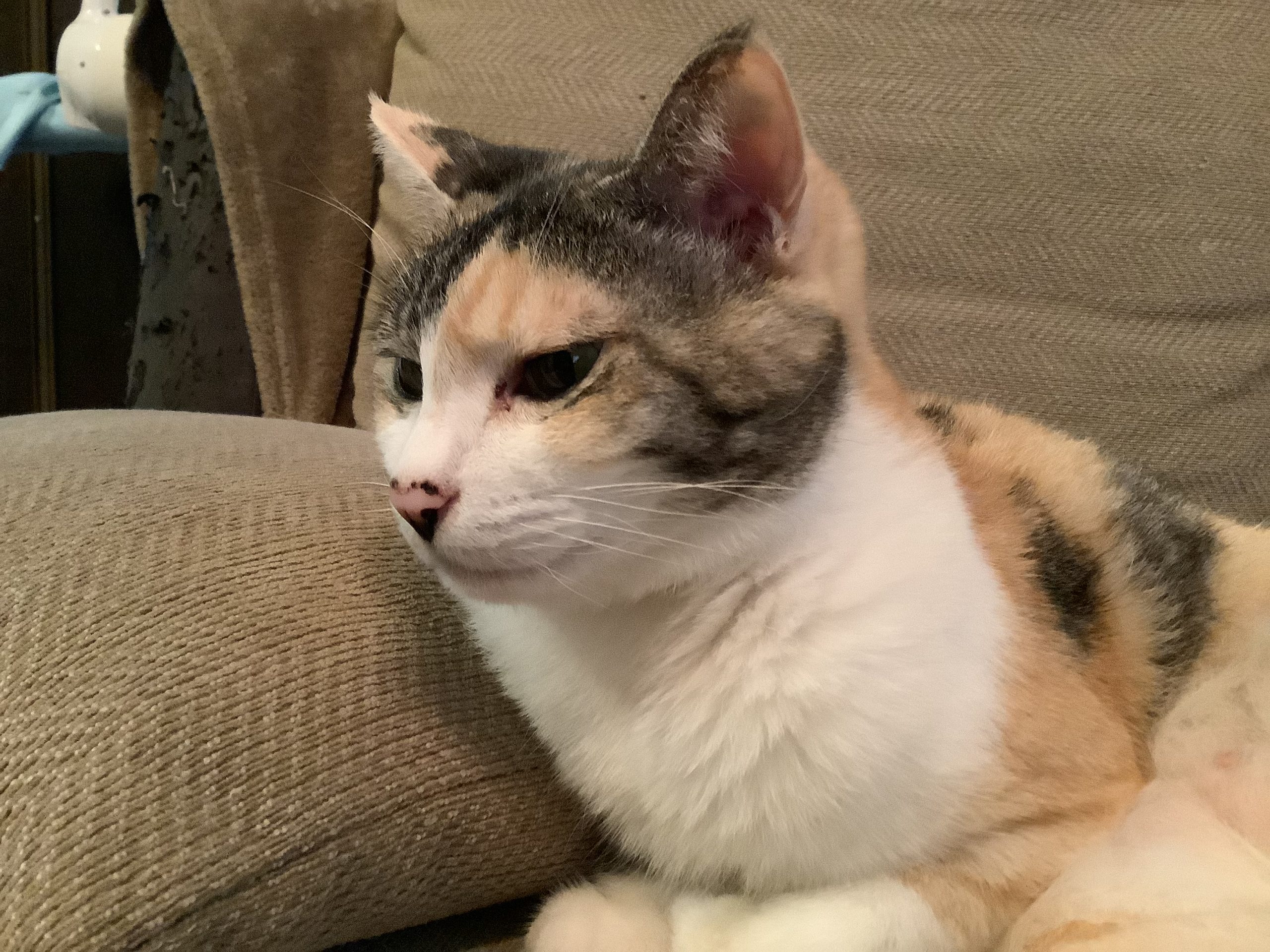 きのこ