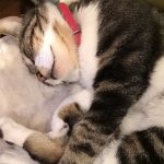 ニャントムくんです！