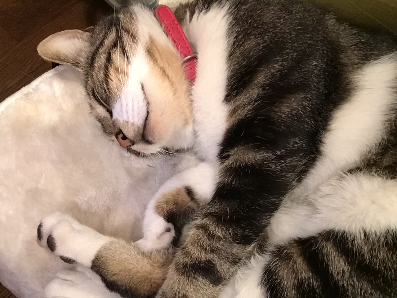 ニャントムくんです!