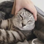 猫のれもんちゃんです！