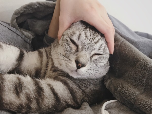 猫のれもんちゃんです！