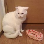 まろです