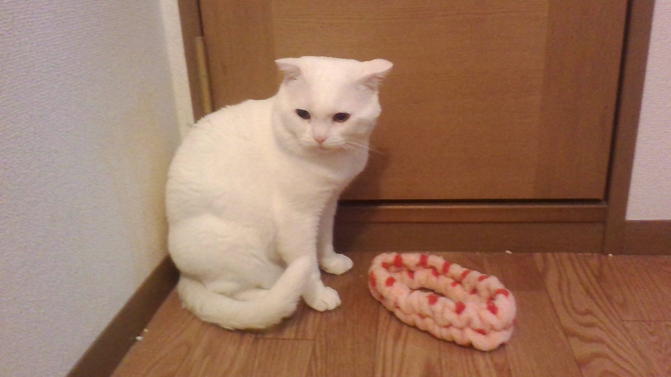 まろです