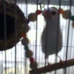 文鳥　ホワイト