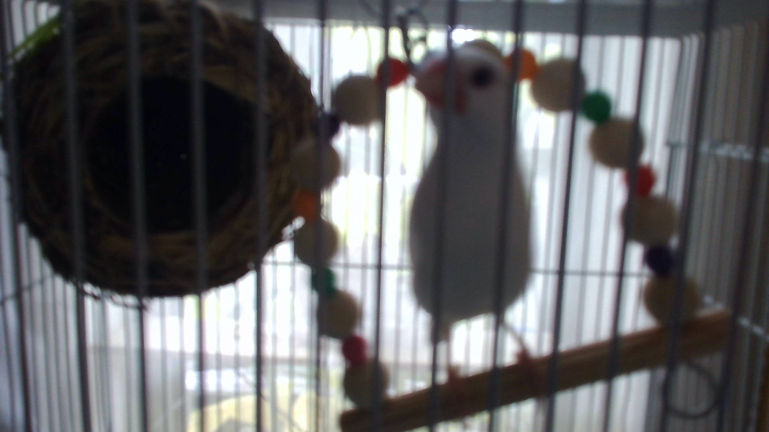 文鳥　ホワイト