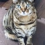 ベンガル猫