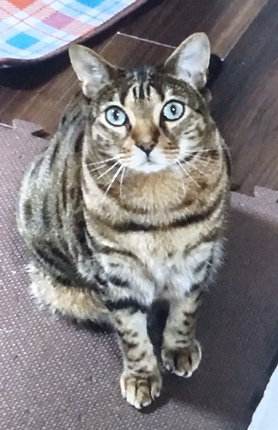 ベンガル猫