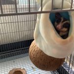 フクロモモンガ