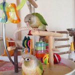 鳥のぽこともこで～す
