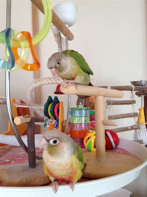 鳥のぽこともこで～す