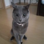 ラムネくん