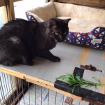 初めて猫草W