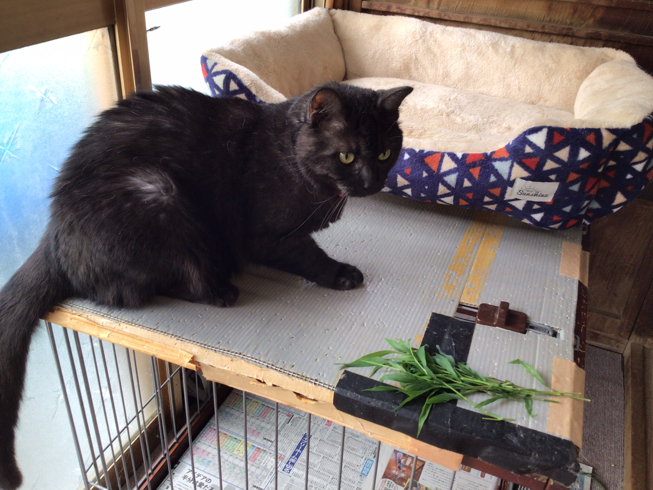 初めて猫草W