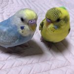 羽音（パイン）だよ~！