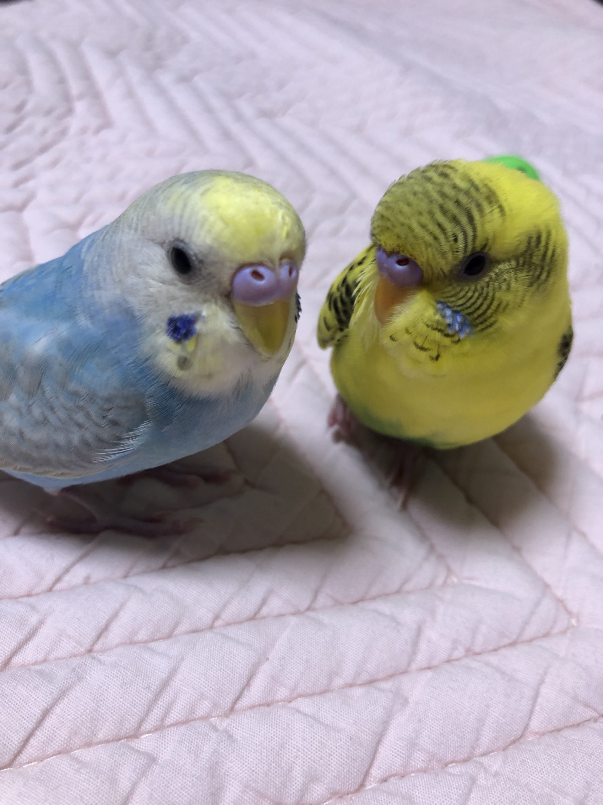 羽音(パイン)だよ~!