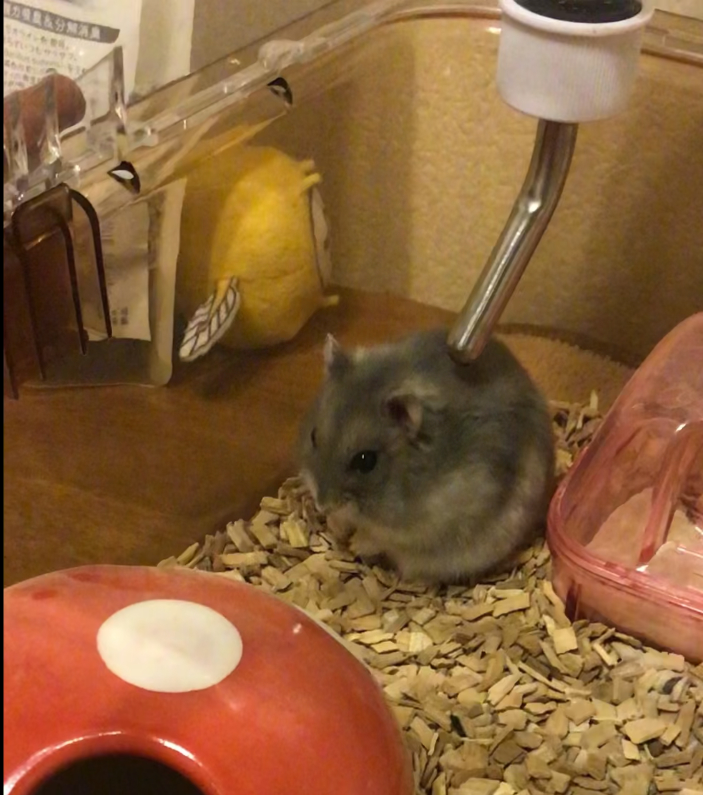 大きくなったよ、フラットくん