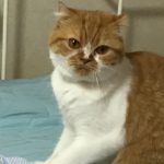 ももちゃん