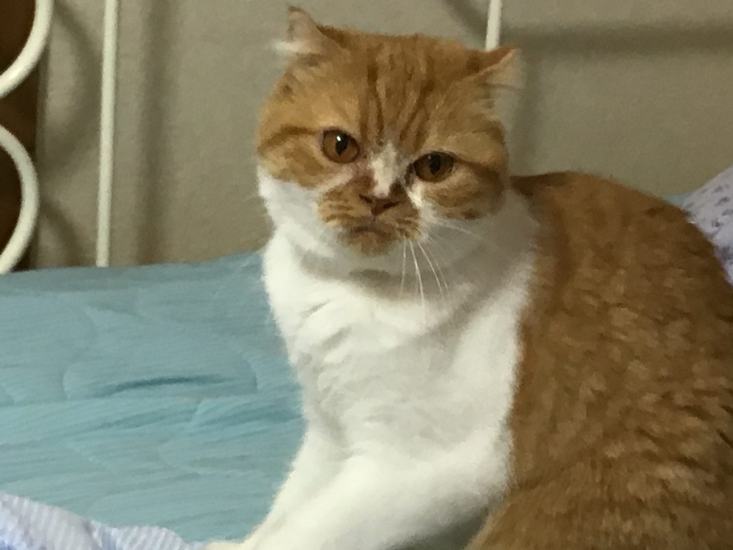 ももちゃん