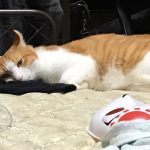さぼうさん