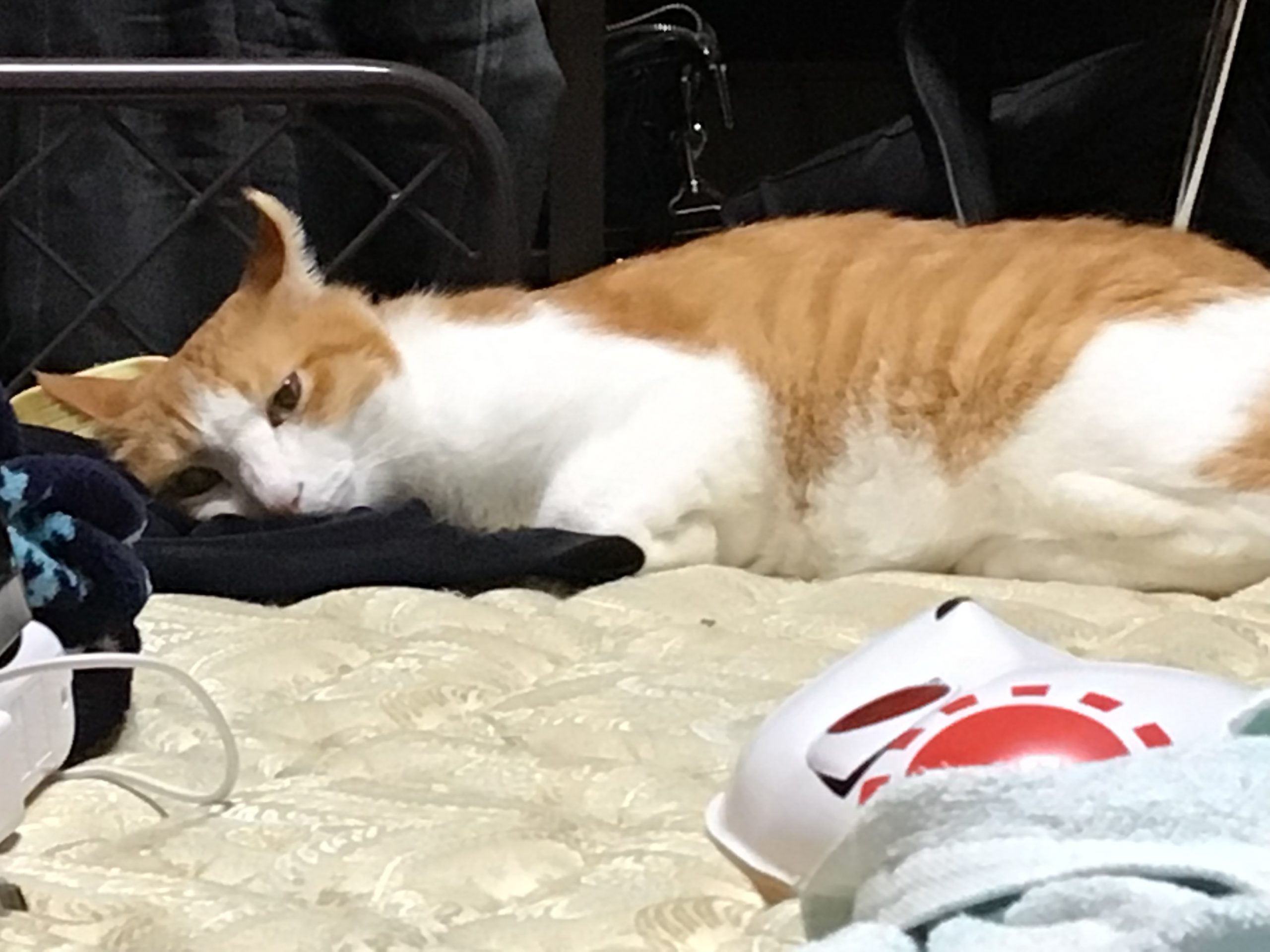 さぼうさん